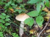 mushroom-mierki