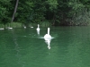 swans-pluszne-lake